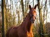 dressage horse Suuri (Hanoverian, 2009, from Sarkozy 3)