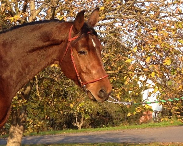 Pferd tFernandó (Oldenburger Springpferd, 2010, von Carismo II 123 FIN)