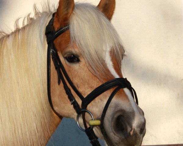 horse Biene (Haflinger, 2002, from Brilland)