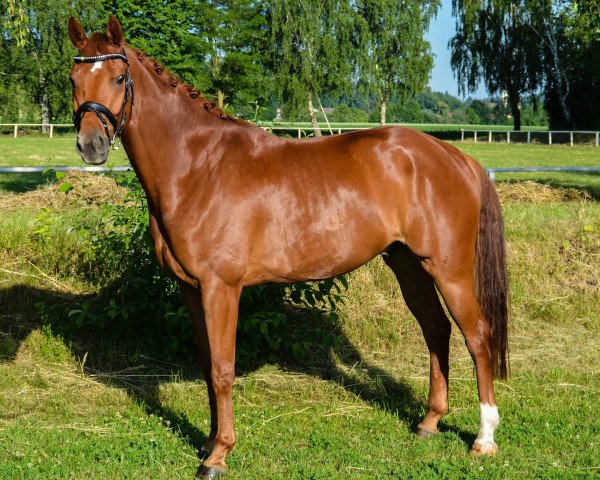 dressage horse Della Rosso (Bavarian, 2010, from Detroit)