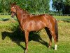 dressage horse Della Rosso (Bavarian, 2010, from Detroit)