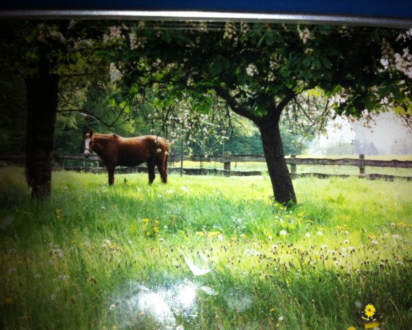 broodmare Wolke (Westphalian, 1985, from Walldorf I)