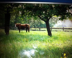 Pferd Wolke (Westfale, 1985, von Walldorf I)