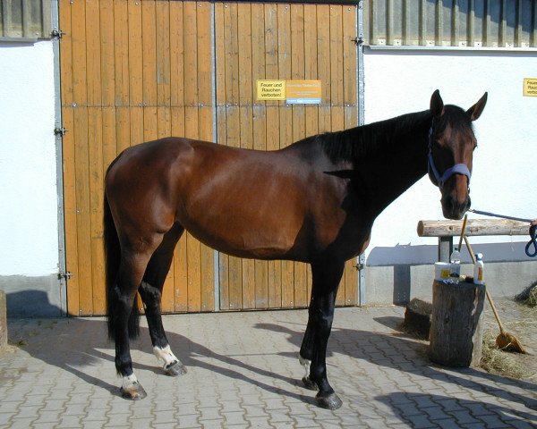 horse Loanda 5 (Brandenburg, 1999, from Lesotho)