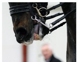 dressage horse Kastel's Akeem Foldager (Danish Warmblood, 2002, from Akinos)