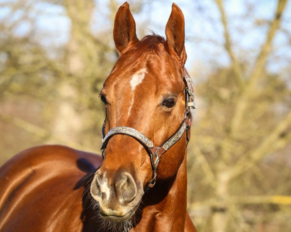 horse CM Red Snapper Train (Quarter Horse, 2009, from Nics Peppy Train)