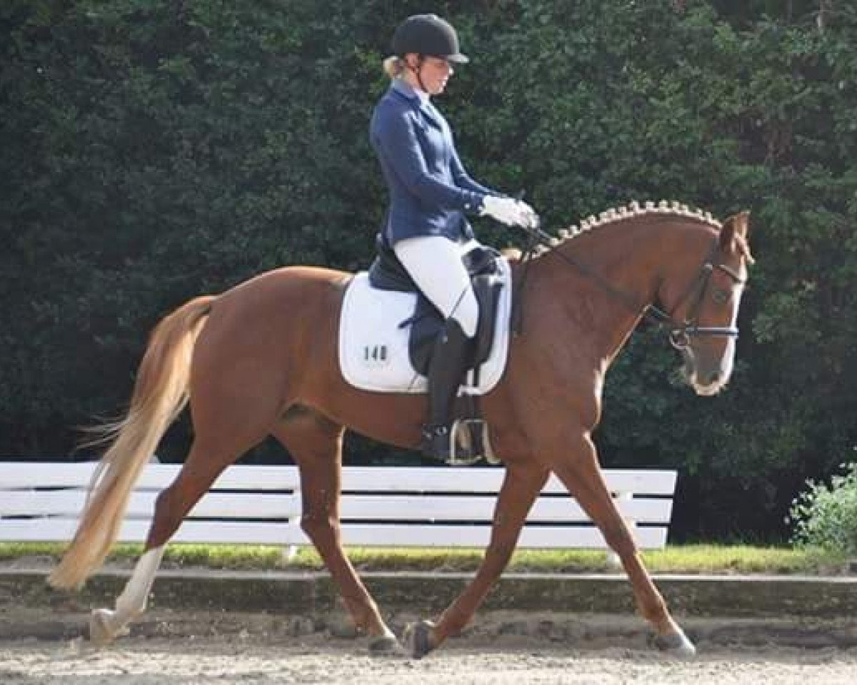 Dressurpferd Classic-Anabel (Deutsches Reitpony, 2009, von FS Cracker Jack)