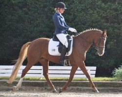 dressage horse Classic-Anabel (German Riding Pony, 2009, from FS Cracker Jack)