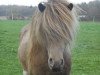 stallion Salomon frá Röðli (Iceland Horse, 2007, from Áll frá Byrgisskarði)