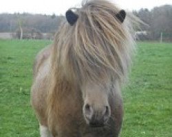 stallion Salomon frá Röðli (Iceland Horse, 2007, from Áll frá Byrgisskarði)