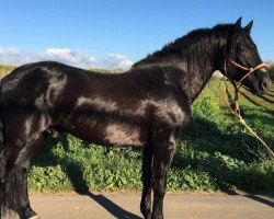 stallion Kenio II (Pura Raza Espanola (PRE), 2003)