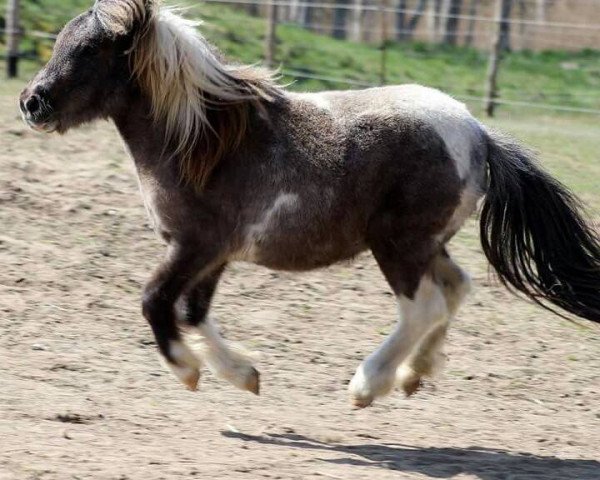 dressage horse Paul (Shetland Pony, 2013, from Putz)