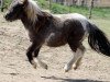 dressage horse Paul (Shetland Pony, 2013, from Putz)