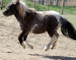 Dressurpferd Paul (Shetland Pony, 2013, von Putz)