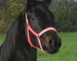 Pferd Whoopi Goldberg (Bayer, 2012, von Hot Spirit)