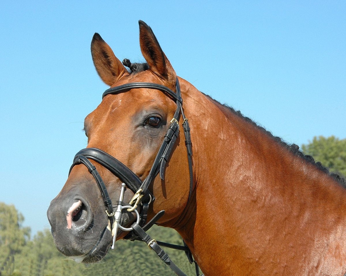 Deckhengst Karondo vom Schlösslihof (Schweizer Warmblut, 1993, von Karacondo)