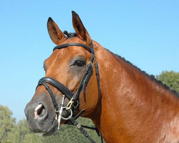 stallion Karondo vom Schlösslihof (Swiss Warmblood, 1993, from Karacondo)