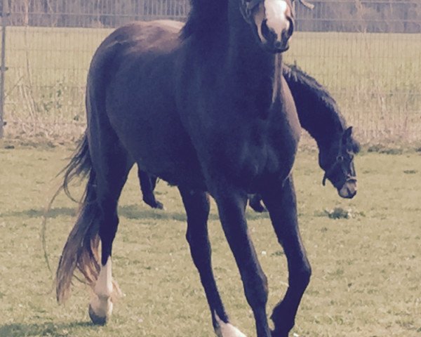 Springpferd Sally Brown (Deutsches Reitpony,  , von Laudatio)