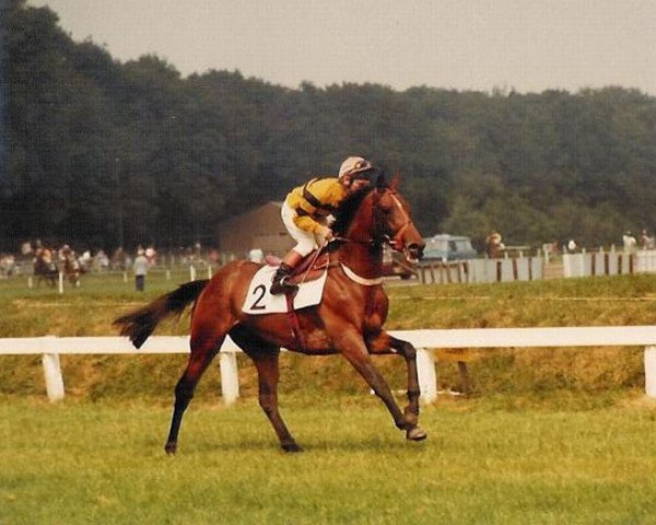 stallion Boxberger Speed xx (Thoroughbred, 1979, from Lombard xx)
