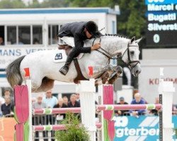 stallion Bugatti VDL (KWPN (Royal Dutch Sporthorse), 2006, from Silverstone)