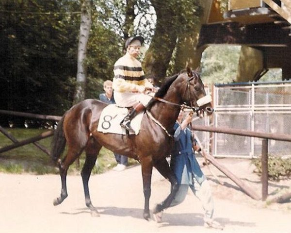 Pferd Boxberger Romeo xx (Englisches Vollblut, 1981, von Filandre xx)