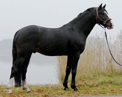 Deckhengst Valdo (Schwedisches Reitpony, 2001, von Vermont)