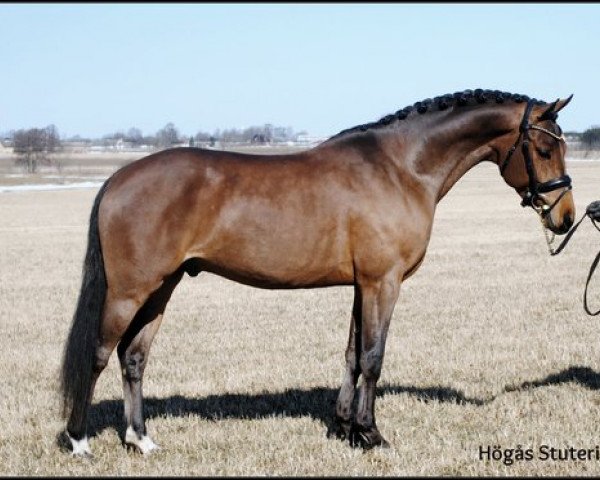 stallion IM Claudius (Swedish Riding Pony, 2008, from FS Champion de Luxe)