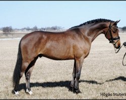 stallion IM Claudius (Swedish Riding Pony, 2008, from FS Champion de Luxe)