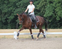 horse Cascadura (German Riding Pony, 2006, from Constantin)