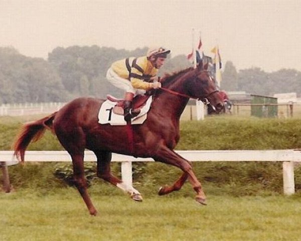 horse Boxberger Oscar xx (Thoroughbred, 1980, from Filandre xx)