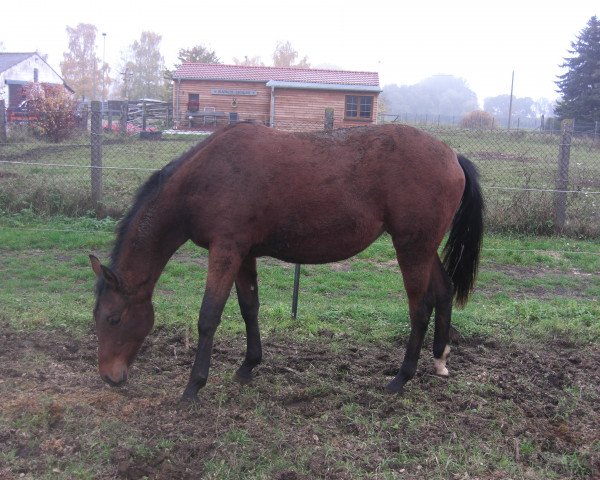 horse SR Talithas Poco Docs (Quarter Horse, 2014)