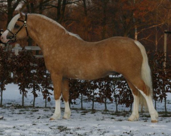stallion Shore Brooks Hennessy (Welsh-Pony (Section B), 2007, from Frisia's Snow Wind)
