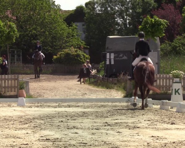 Reitturnier Schülp bei Rendsburg (Am Moltkestein) 2020