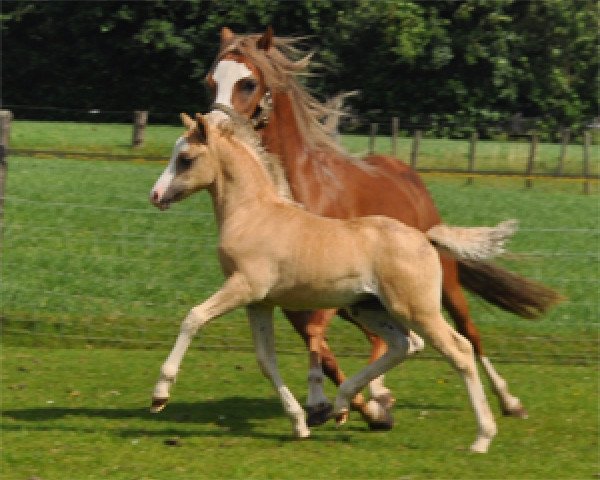 horse Vikariën's Rhapsody (Welsh-Pony (Section B), 2011, from Shore Brooks Hennessy)