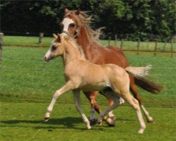 Pferd Vikariën's Rhapsody (Welsh Pony (Sek.B), 2011, von Shore Brooks Hennessy)