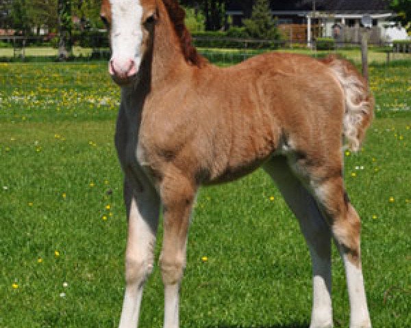 horse Vikariën's Ranomi (Welsh-Pony (Section B), 2013, from Shore Brooks Hennessy)