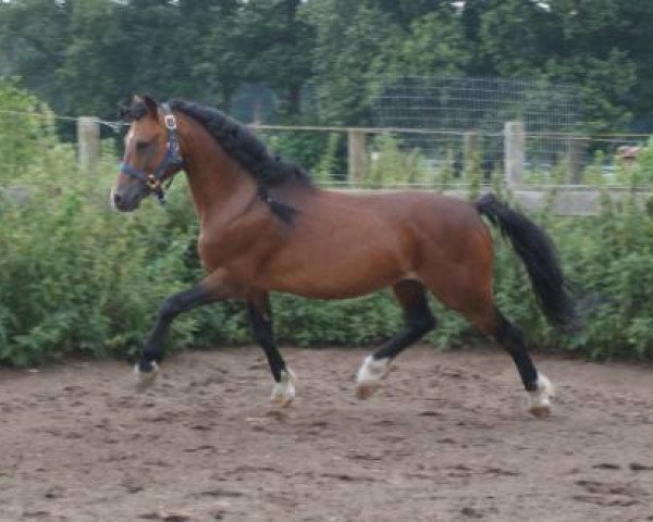 stallion Vikarien's Cassidy (Welsh mountain pony (SEK.A), 1999, from Revel Jeeves)