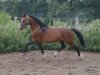 stallion Vikarien's Cassidy (Welsh mountain pony (SEK.A), 1999, from Revel Jeeves)