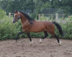 Deckhengst Vikarien's Cassidy (Welsh Mountain Pony (Sek.A), 1999, von Revel Jeeves)