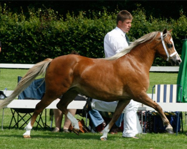 broodmare Vikariën's Rosanne (Welsh-Pony (Section B), 2005, from Vikarien's Cassidy)