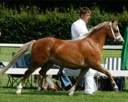 Zuchtstute Vikariën's Rosanne (Welsh Pony (Sek.B), 2005, von Vikarien's Cassidy)