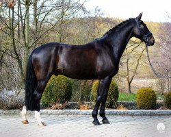 jumper Black Diamond 36 (Hanoverian, 2008, from Diamond Hit)