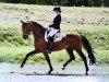 dressage horse Dancario (Hanoverian, 2010, from Dancier)