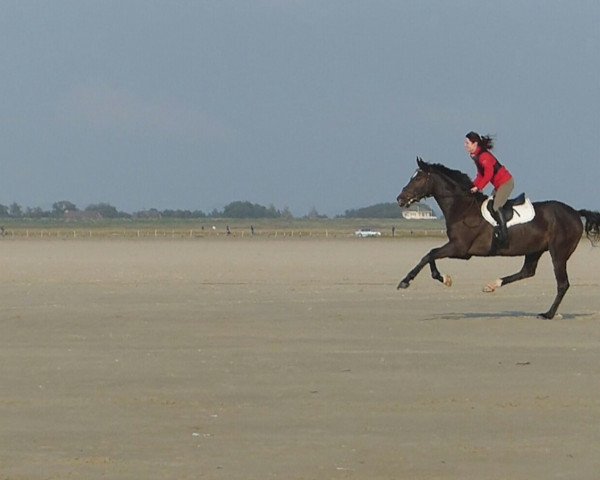 Springpferd Quampione (Holsteiner, 2009, von Quintero)