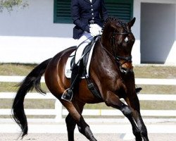 dressage horse Folkestone OLD (Oldenburg, 2006, from Fidertanz)