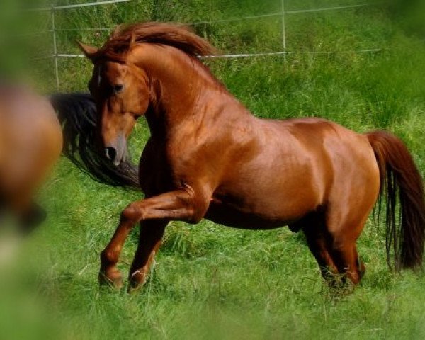 Pferd Laghouart Al Mansour (Berber, 1999, von Cheik A.B.)