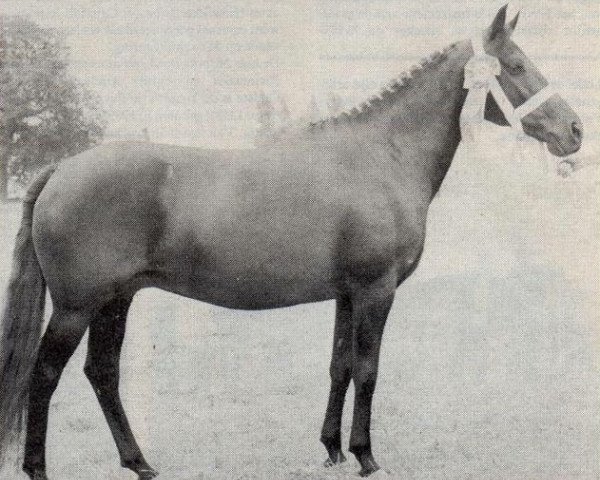 broodmare Silverlea Black Tulip (New Forest Pony, 1962, from Pondhead Nigger)