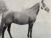 broodmare Silverlea Black Tulip (New Forest Pony, 1962, from Pondhead Nigger)