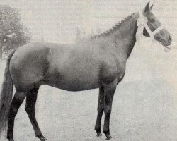 Zuchtstute Silverlea Black Tulip (New-Forest-Pony, 1962, von Pondhead Nigger)