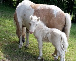 Pferd Oberbayern`s Helena (Shetland Pony, 2015, von Xavarge)